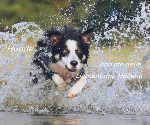 hunde-lichtenergieheilung- pixabay