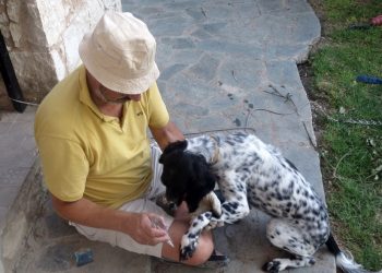 LichtEnergiearbeit beim Hund mit der Flamme, dem Erste-Hilfe Werkzeug