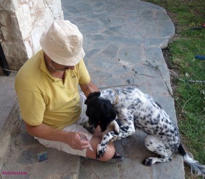 LichtEnergiearbeit beim Hund mit der Flamme, dem Erste-Hilfe Werkzeug
