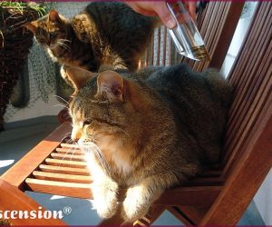Ascension - Tiere - Katzen - Calming XL -rahmen III