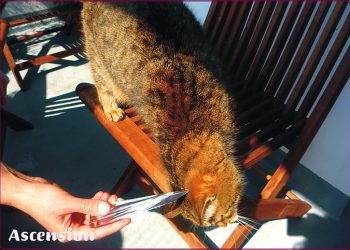 Ascension - Tiere - Katzen - Flamme -rahmen IV
