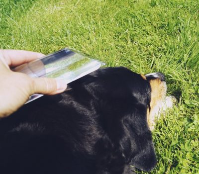 LichtEnergie-Arbeit beim Hund mit dem Calming XL