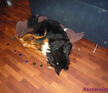hund-lichtenergiearbeit im heilkreis aus allen 27 schöpfungsrädern
