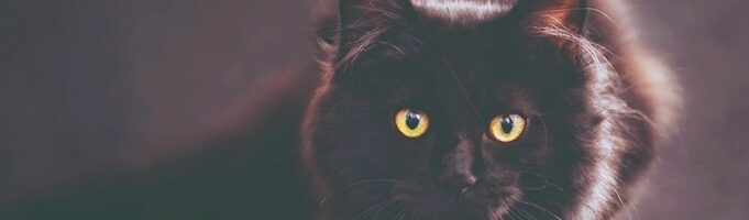 Katzen Katzen und LichtEnergie-Arbiet