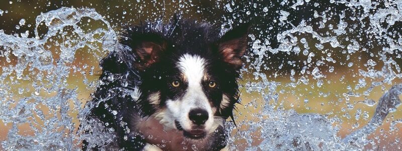 hund -border-collie-667488 hund -border-collie-667488